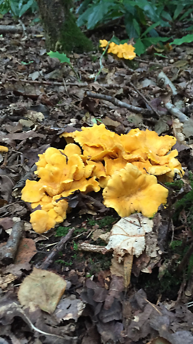 New Forest Wild Chanterelle Mushrooms