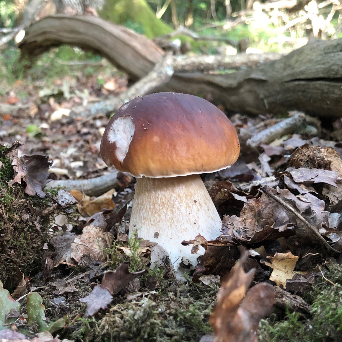 Wild chanterelle mushrooms